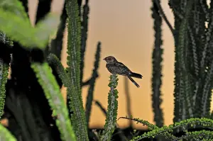 Madagascar Nightjar in spiny forest - Berenty Private Reserve - Southern Madagascar
