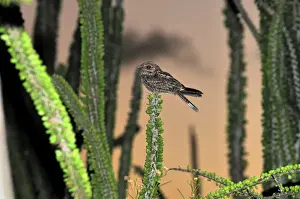 Nightjars Prints: Madagascar Nightjar in spiny forest - Berenty Private Reserve - Southern Madagascar