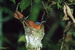Madagascar Paradise Flycatcher - female on nest - Madagascar