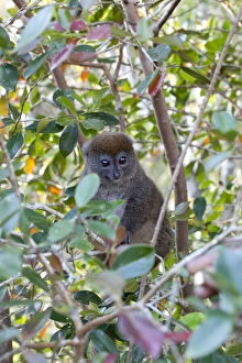 Madagascar, Perinet Reserve. An Eastern