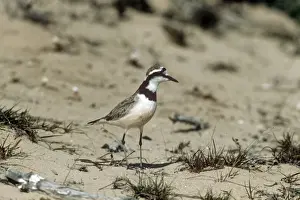 Madagascar Plover Moro Moro, Madagascar