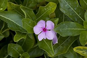 Madagascar / Rosy Periwinkle - grown in gardens, but also highly-active medicinally, with at least 70 alkaloids