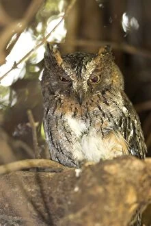 Images Dated 22nd October 2006: Madagascar Scops Owl - regional endemic. Roosting in tree Berenty, Madagascar