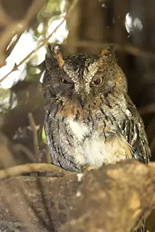 Madagascar Scops Owl - regional endemic. Roosting in tree Berenty, Madagascar