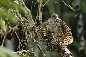 Madagascar Sparrowhawk - Andasibe-Mantadia National Park - Eastern-central Madagascar