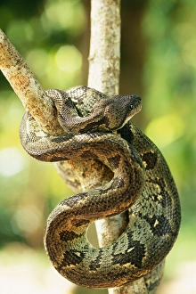 Images Dated 11th August 2004: Madagascar Tree Boa Madagascar. Endemic