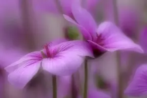 Sympathy Prints: Madeiran Cranesbill pink coloured blossoms Germany