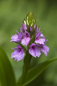 Madeiran Orchid