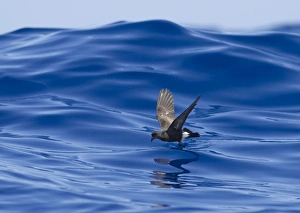 Images Dated 30th June 2011: Madeiran Storm-Petrel - dancing on sea - June - Madeira