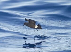 Images Dated 30th June 2011: Madeiran Storm-Petrel - dancing on sea - June - Madeira