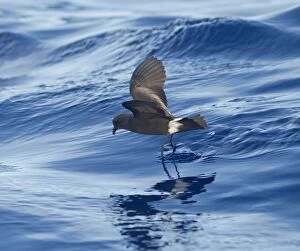 Images Dated 30th June 2011: Madeiran Storm-Petrel - dancing on sea - June - Madeira
