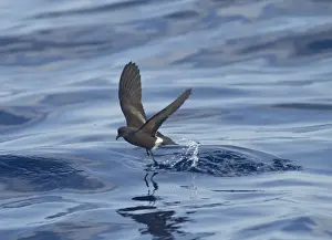 Madeiran Storm-Petrel - dancing on sea - June - Madeira