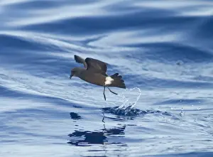 Madeiran Storm-Petrel - dancing on sea - June - Madeira