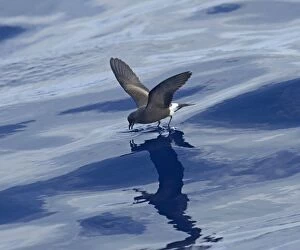 Images Dated 30th June 2011: Madeiran Storm-Petrel - feeding on sea - June - Madeira