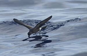 Images Dated 30th June 2011: Madeiran Storm-Petrel - feeding on sea - June - Madeira