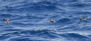 Images Dated 30th June 2011: Madeiran Storm-Petrel - in flight over sea - June - Madeira