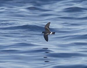 Images Dated 30th June 2011: Madeiran Storm-Petrel - in flight over sea - June - Madeira