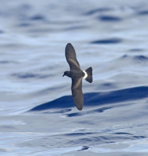 Images Dated 30th June 2011: Madeiran Storm-Petrel - in flight over sea - June - Madeira