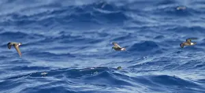 Madeira Prints: Madeiran Storm-Petrel - in flight over sea - June - Madeira