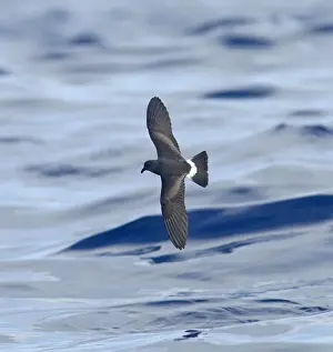 Madeiran Storm-Petrel - in flight over sea - June - Madeira
