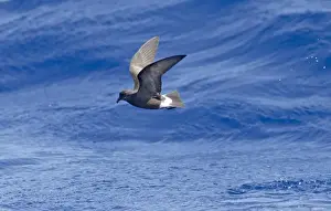 Madeiran Storm-Petrel - in flight over sea - June - Madeira