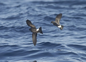 Images Dated 30th June 2011: Madeiran Storm-Petrels - in flight over sea - June - Madeira