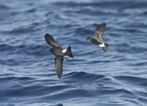 Madeira Prints: Madeiran Storm-Petrels - in flight over sea - June - Madeira