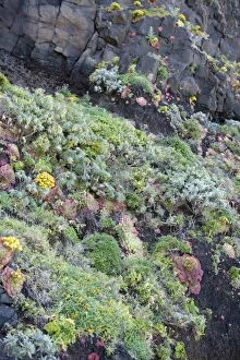 Madeiras flora - North coast flora - Mostly succulents
