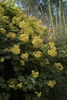 Images Dated 6th February 2008: Madeiro's Senecio petasitis. This species is indigenous to Madeira and the Canary Islands