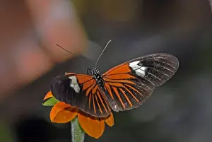 Madiera butterfly visiting flower. Neotropical distribution