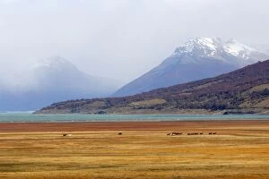 Images Dated 10th April 2009: Magallanes Peninsula - Patagonia - Argentina