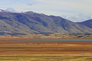 Images Dated 8th April 2009: Magallanes Peninsula - Patagonia - Argentina