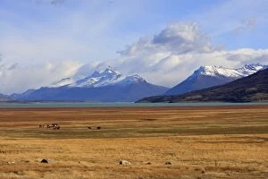 Images Dated 8th April 2009: Magallanes Peninsula - Patagonia - Argentina