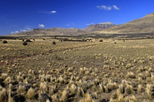 Images Dated 10th April 2009: Magallanes Peninsula - Patagonia - Argentina