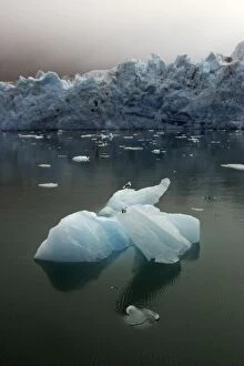 Magdalene glacier - and ice floes with resting gulls
