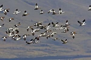 Images Dated 8th April 2009: Magellan Goose or Upland Goose - flock in flight. Magallanes Peninsula - Patagonia - Argentina