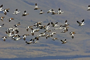 Images Dated 8th April 2009: Magellan Goose or Upland Goose - flock in flight. Magallanes Peninsula - Patagonia - Argentina