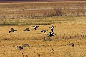 Images Dated 10th April 2009: Magellan Goose or Upland Goose - flock in flight. Magallanes Peninsula - Patagonia - Argentina