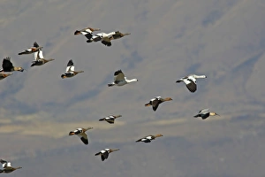 Images Dated 8th April 2009: Magellan Goose or Upland Goose - flock in flight. Magallanes Peninsula - Patagonia - Argentina