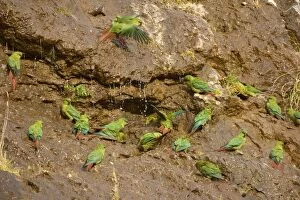 Magellan Parakeet / Austral Parakeet / Austral