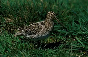 Snipes Prints: Magellan snipe