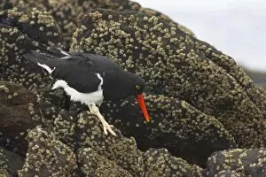 Magellanic Oystercatcher - searching for food at low tide