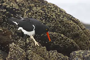 Falklands Prints: Magellanic Oystercatcher - Searching for food at low tide Hamatopus leucopodus Carcass Island Falklands BI007403