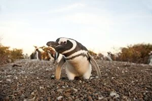 Images Dated 31st March 2012: Magellanic Penguin