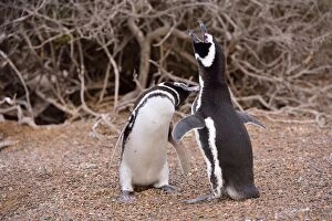 Argentinian Gallery: Magellanic Penguin