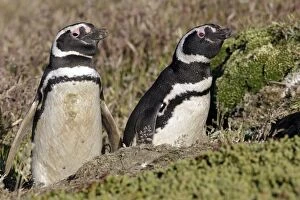 Images Dated 9th January 2008: Magellanic Penguin
