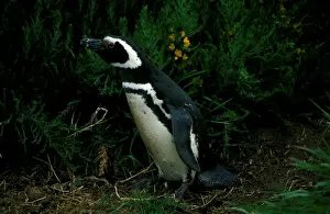 Magellanic penguin