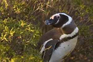 Bushes Gallery: Magellanic Penguin - adult in the bushes