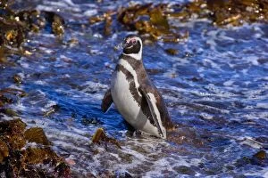 Magellanic Penguin - adult coming ashore