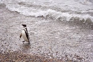 Magellanic Penguin - adult coming ashore walking